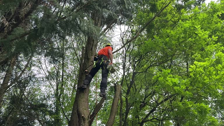 Best Fruit Tree Pruning  in Center Hill, FL